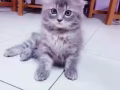 三隻可愛小貓找主人