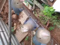 轉讓三隻可愛的愛情鳥寶寶 有興趣的朋友請WhatsApp 94230629