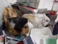 豚鼠找爱心人
