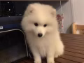 澳洲血統銀狐犬