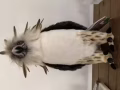 新加坡動物園購買的菲律賓鷹玩偶一個，新加坡動物園裡最好的玩偶