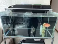 全套设备二尺鱼缸.三尺鱼缸出售