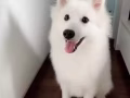 澳洲纯种银狐犬8个月 有偿领养