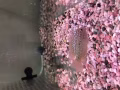 VIP羅漢魚