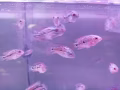 VIP小金花羅漢魚F2
