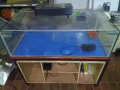 玻璃魚缸
