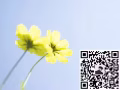 海量新单  正规劳务公司 费用低出境快 微信 L13153571587