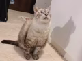 暹羅混血貓咪有償領養