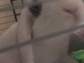 【急】垂耳兔求領養