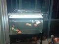座架大鱼缸