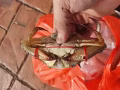 新鮮活花蟹，活的數量有限提前預定