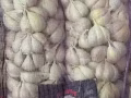 特價蒜頭$15 2公斤