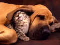 Save and rescue global animals donation