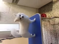 博美犬.健康美食