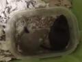 2 bonded gerbils