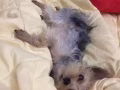 求：约克夏或泰迪，比熊