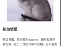 想買一隻新加坡品種貓