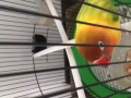五彩牡丹鹦鹉。