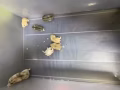 超级无敌可爱小仓鼠 三线型的 布丁没有了