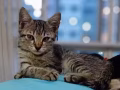 两个半月孟加拉猫出售