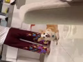 帥科基找女朋友