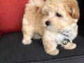 求購泰迪