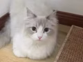 工作忙，貓咪送有緣人