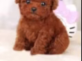泰迪茶杯犬