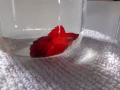 🐟🐟🐟斗鱼🐟🐟🐟