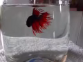 🐟🐟🐟鬥魚🐟🐟🐟