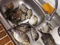 长期出售：渔网、挂网、撒网、螃蟹丝网、鱼叉，螃蟹钳