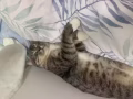 貓咪找寄養