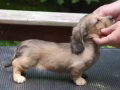 求臘腸或柯基幼犬（價錢可議）
