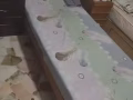武极班让招男搭房一位
