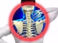 除痛： 頸 肩 腰 胠 踝 肛痔疼痛 Pain Free