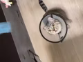 兩歲大的貓尋主人