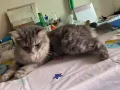 小嘗領養小貓咪