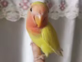 有償領養Love bird