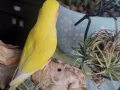 有償領養Love bird