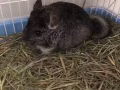 割爱一只灰龙猫