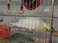 玄鳳鳥