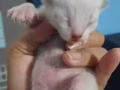 英短小猫