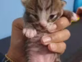 英短小猫