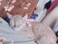幫我家小美女找帥哥貓 有意私聊