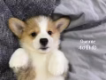 小柯基小柴犬找新家