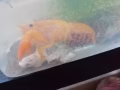 預售小龍蝦