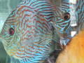 七彩鱼（DISCUS)便宜出售