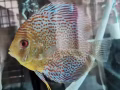 七彩魚（DISCUS)便宜出售