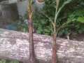 多品种香蕉苗，木瓜苗，波罗蜜苗一棵$10