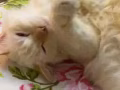 一岁半小猫咪 寻找爱心人士领养